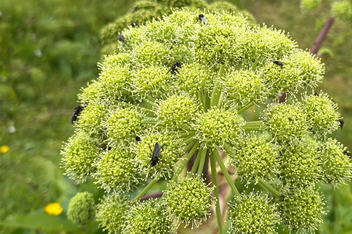 black flies in iceland